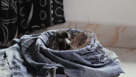 El-Pequeño-Bulbul-De-Ventrirojo-Extiende-Sus-Alas-Listo-Para-Emprender-El-Primer-Vuelo.