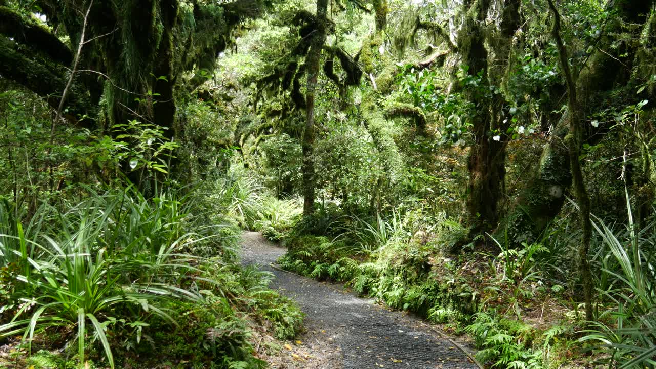 walking path through dense rainforest vegetation