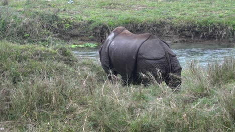 An-endangered-one-horned-rhino-walking-along-the-bank-of-a-river-in-the-Chitwan-National-Park-in-Nepal