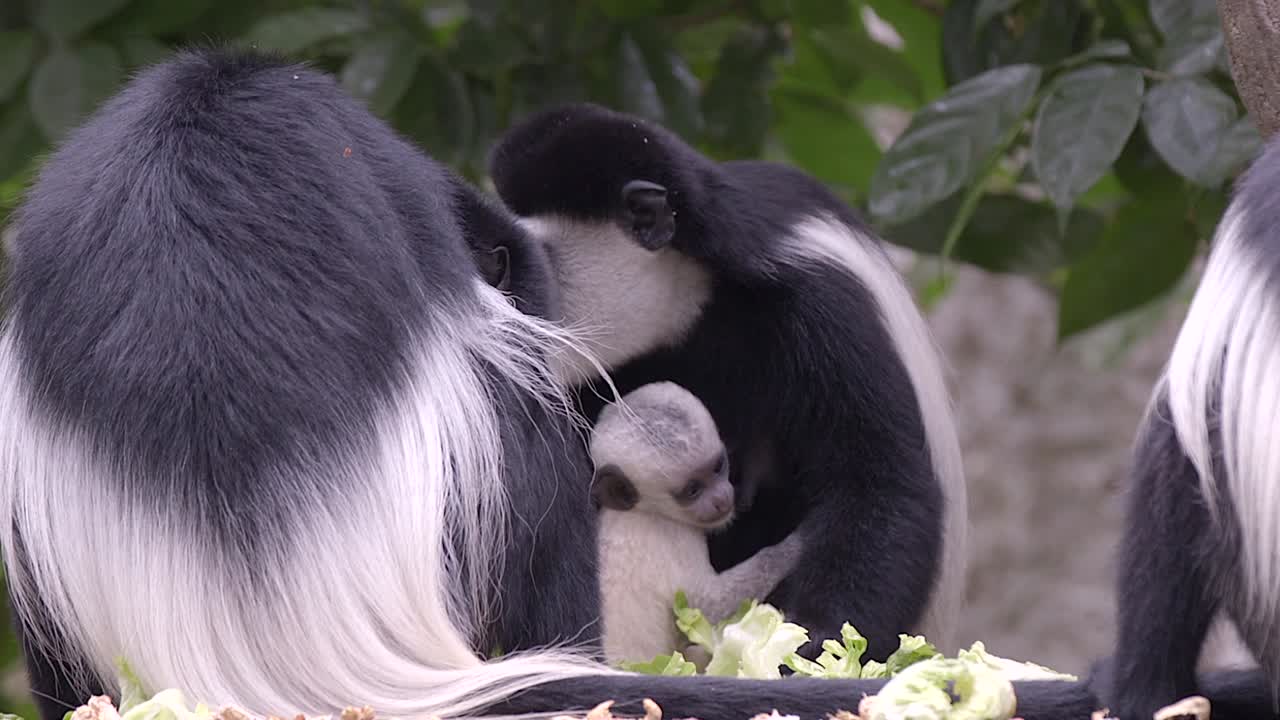 una familia de monos colobus blancos y negros con un bebé recién nacido se está alimentando en el suelo del bosque