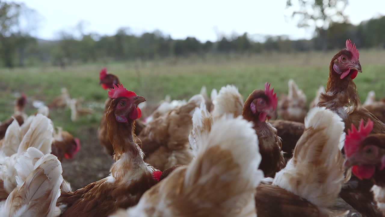 gran bandada de pollos pastando en un pasto en movimiento lento