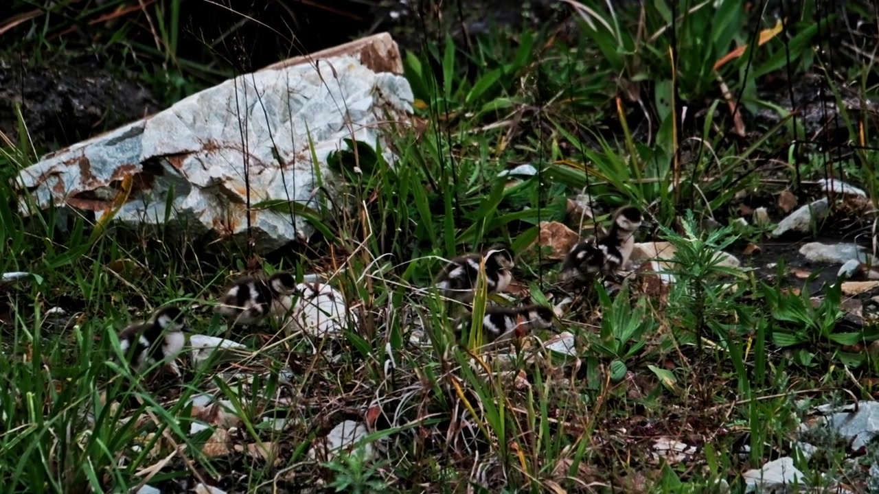 Egyptian geese ducklings well camouflaged while walking through a grassy and rocky environment