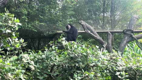 lion tailed macaque sitting on a branch in a netted zoo enclosure wide shot