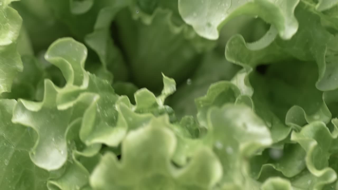 lechuga fresca en gotas de agua. filmado con una cámara súper lenta de 1000 fps.