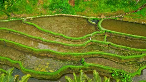 drone shot, showcasing a lush green landscape of terraced rice fields with vibrant vegetation and small water bodies reflecting the surroundings