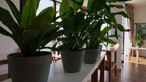 indoor plants in a modern dining area