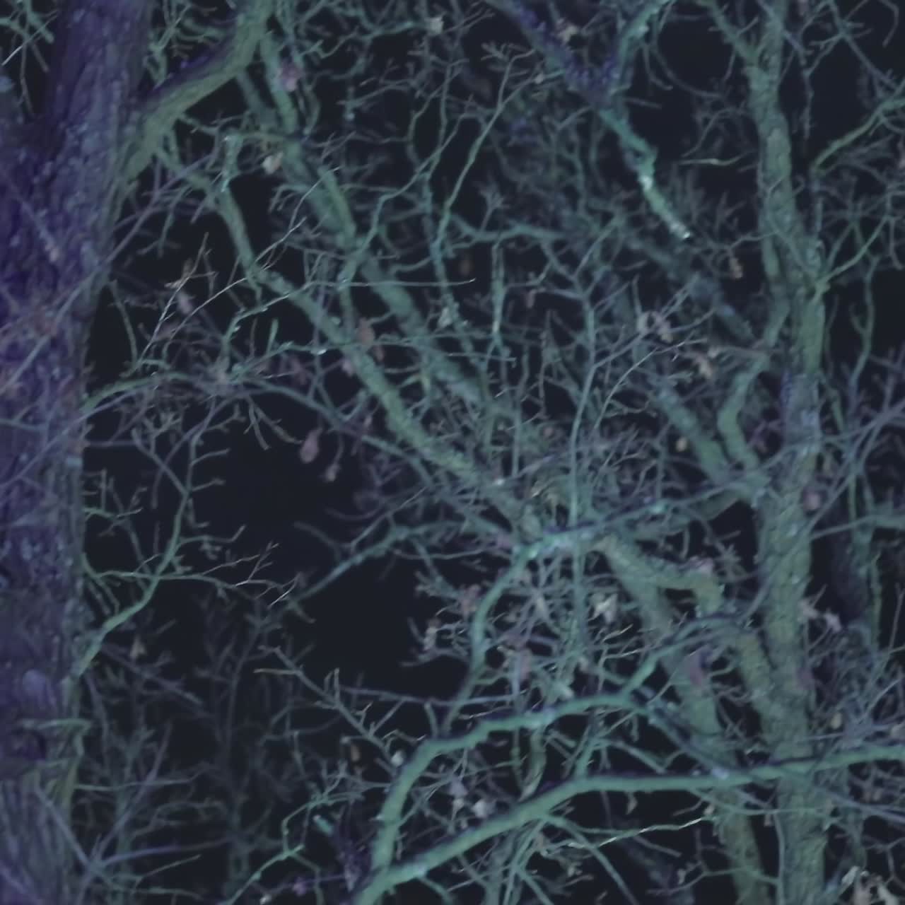 Night Mysterious Landscape