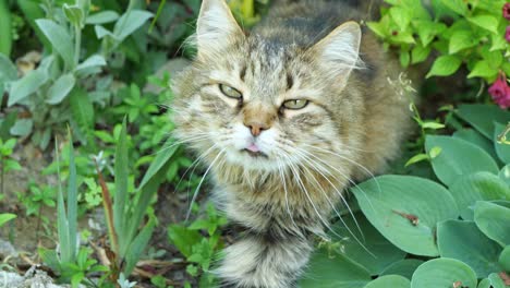 a fluffy cat sits in a garden of flowers.