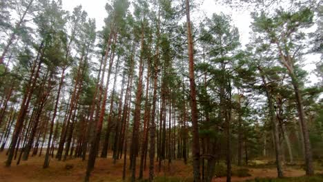 caminando en un bosque de pinos del norte del báltico en letonia, perdiéndose para disfrutar de la naturaleza solo