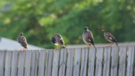 close up, four indian miner birds perched on a fence grooming themselves in the sun on top of a wooden fence with trees in the background