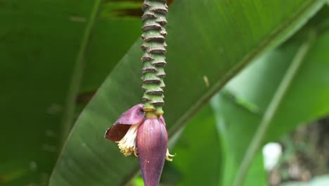 wild banana flower blossom or banana bud at the end of a stem