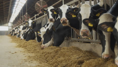 a row of cows in a row eating animal feed