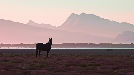 lone wild male stallion horse at dusk near a lagoon with mountains in the distance