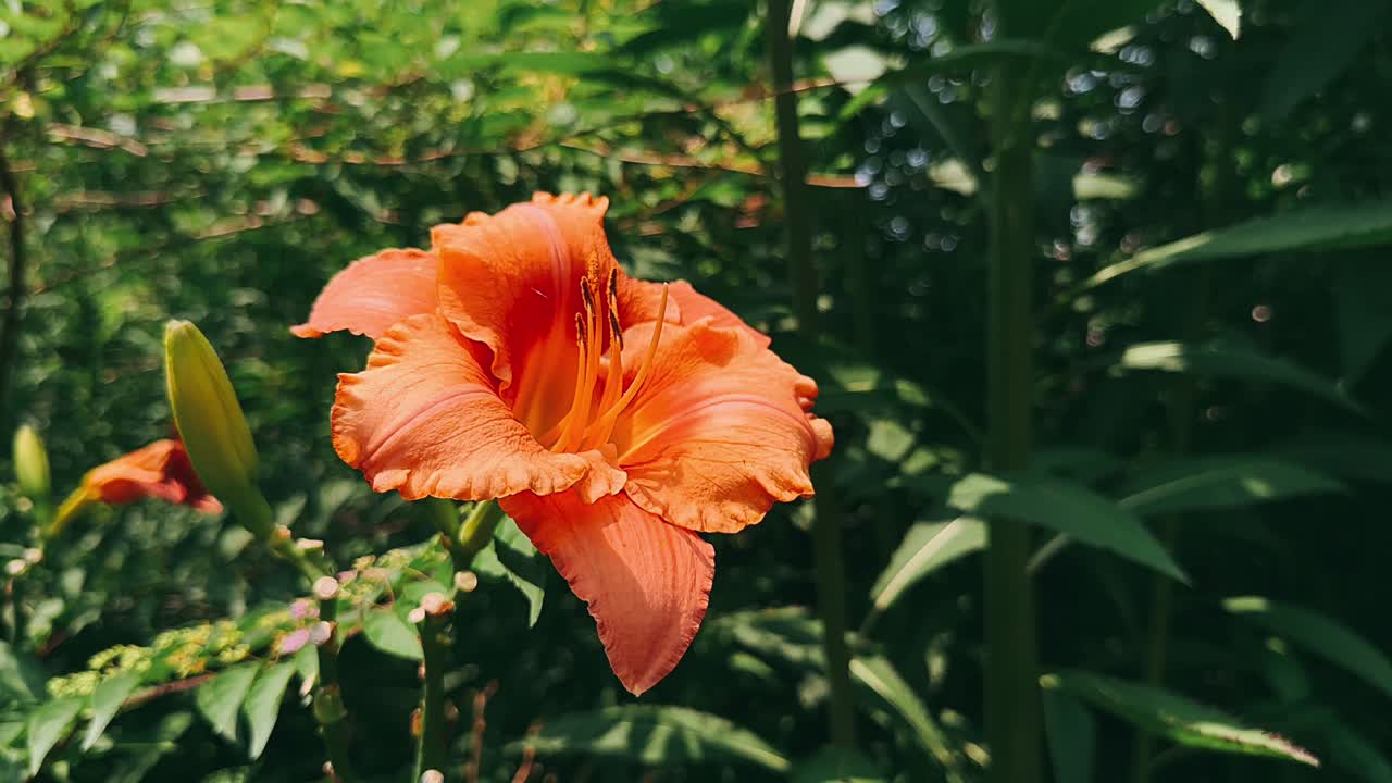 lirio de día en un jardín de naranjas