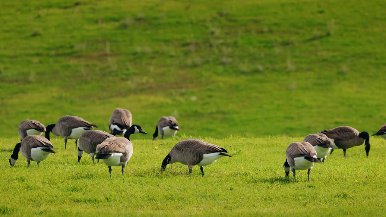 Canadian geese in a field