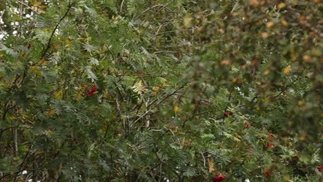 Slow panning shot showing bunches of small red berries hanging on a tree