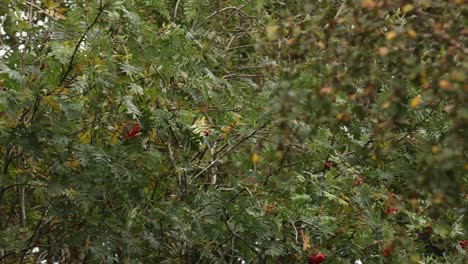 disparo de panorámica lenta que muestra racimos de pequeñas bayas rojas colgando de un árbol