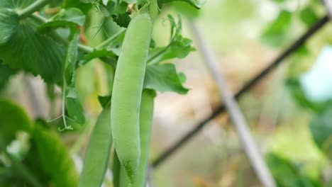 fresh green pea pods growing on a vine