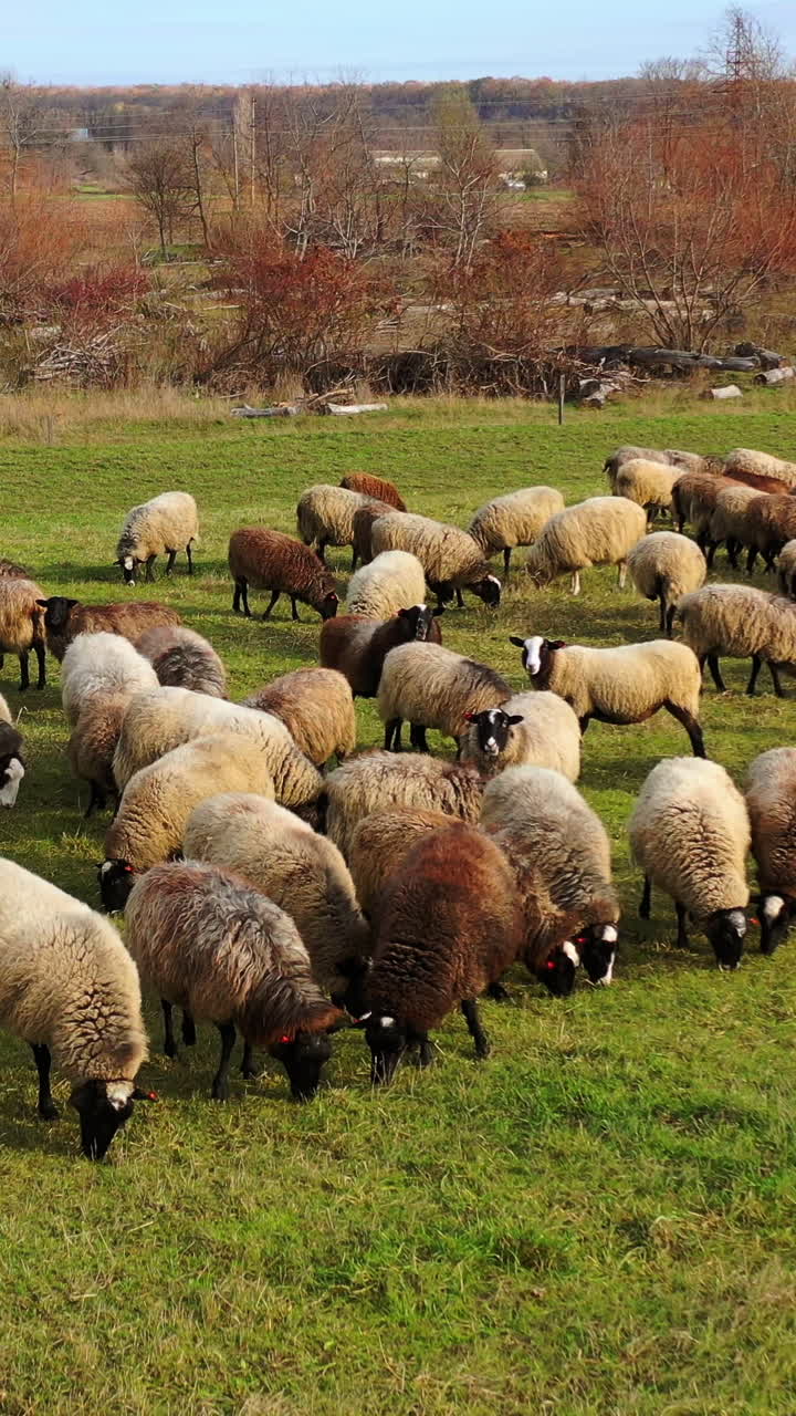 Herd of sheep outdoors. Beautiful fluffy domestic animals grazing on field in the countryside. Brown sheep eating grass on a meadow. Vertical video