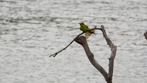 Long-tailed-hummingbird-is-on-active-and-hitting-its-nose-to-tree-branch