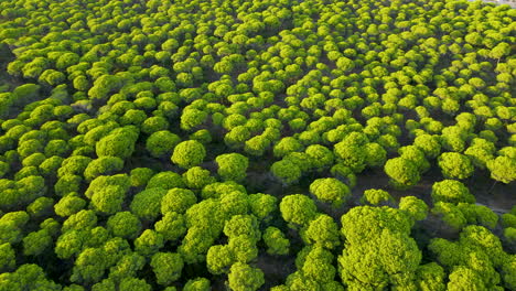 parasol pine tree - bright green foliage of stone pine trees in forest of el rompido in spain