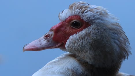 super primer plano de un pato muscovy con cara roja vibrante y pico afilado sacudiendo la cabeza y bostezando contra un fondo azul claro limpio