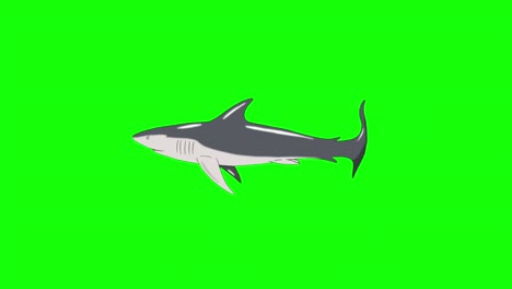 gray shark swim looped chroma key