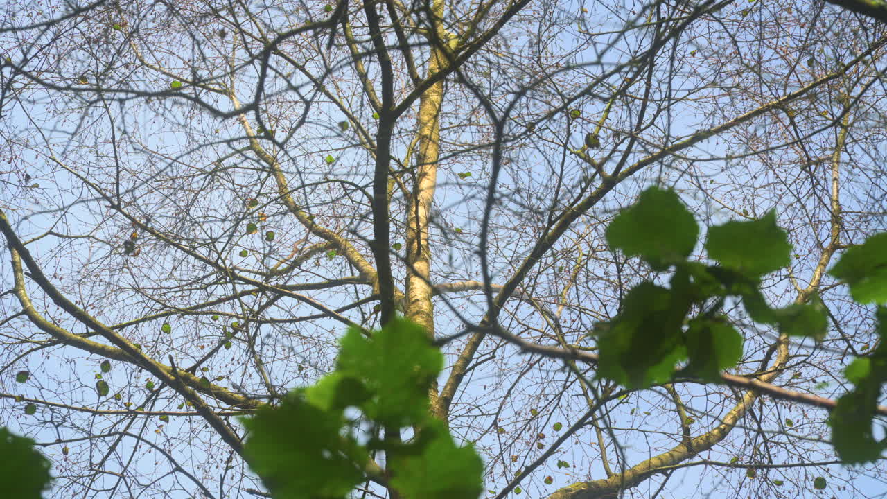 여름 바람에 움직이는 여러 층의 잎없는 가지