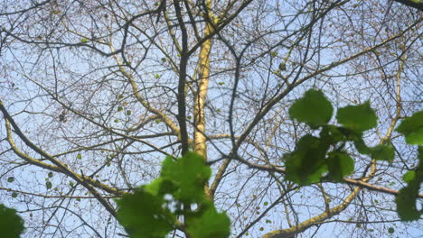 Leafless branches with multiple layers moving in summer breeze