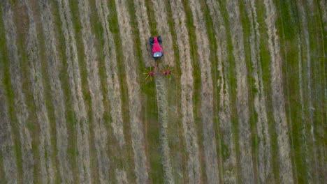 top down aerial view of a red colored tractor collecting freshly cut silage wheat hay behind it with roatating paddles or machine so hay bales can be made after. cloudy day at grassy green farm land