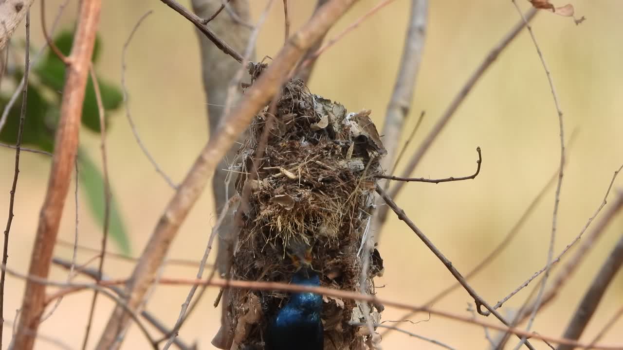 colibrí alimentando comida para bebé