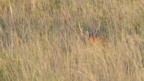 Sumpfhirsch,-Der-Sich-Anmutig-Durch-Dichte-Vegetation-Bewegt,-Von-Hinten-Erschossen