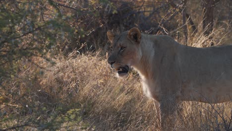 Lioness-standing-in-shade-of-savannah-bush-and-panting