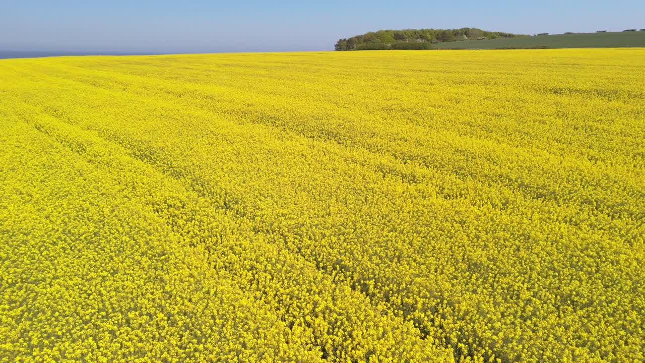 an aerial view of rapeseed fields in full bloom near Cloughton, UK. The drone captures the yellow crops