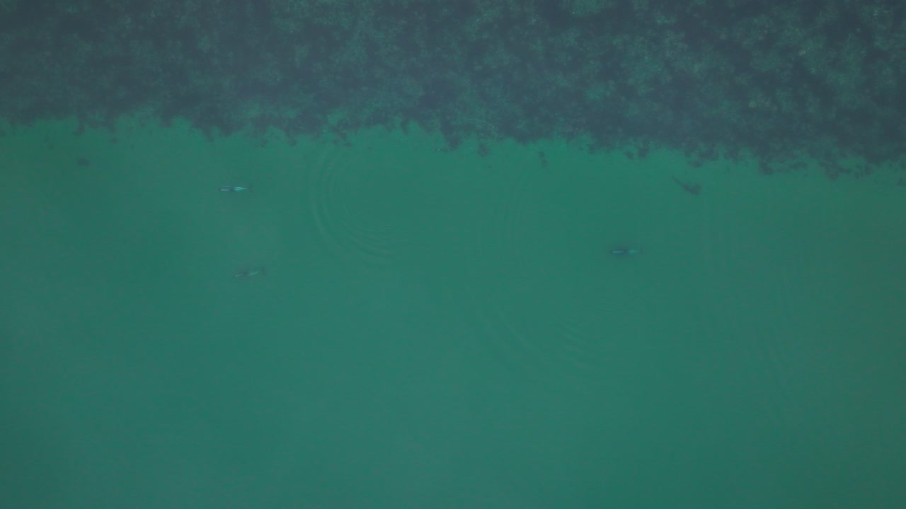vista aérea de una pareja de delfines del sur nadando en la superficie del océano