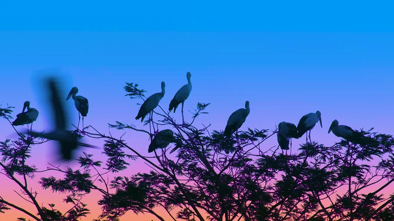 cigüeñas marabú en la cima de un árbol con la puesta de sol en el fondo, vida silvestre africana