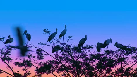 Perched-marabou-storks-on-top-of-a-tree-with-the-sunset-in-background,-African-wildlife