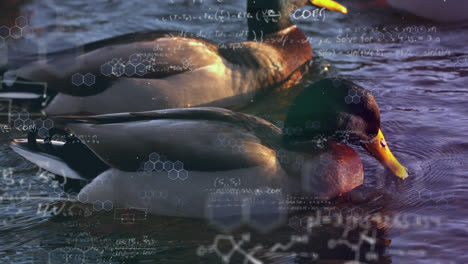 mathematical equations against ducks swimming in a lake