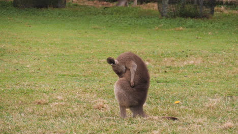 Canguro-Rojo-Rascándose-Con-Antebrazos-Y-Dientes,-Brisbane,-Australia