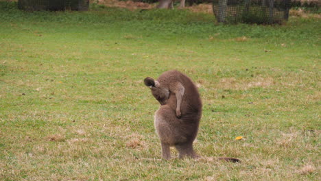 red kangaroo scratching itself with forearms and teeth, brisbane, australia
