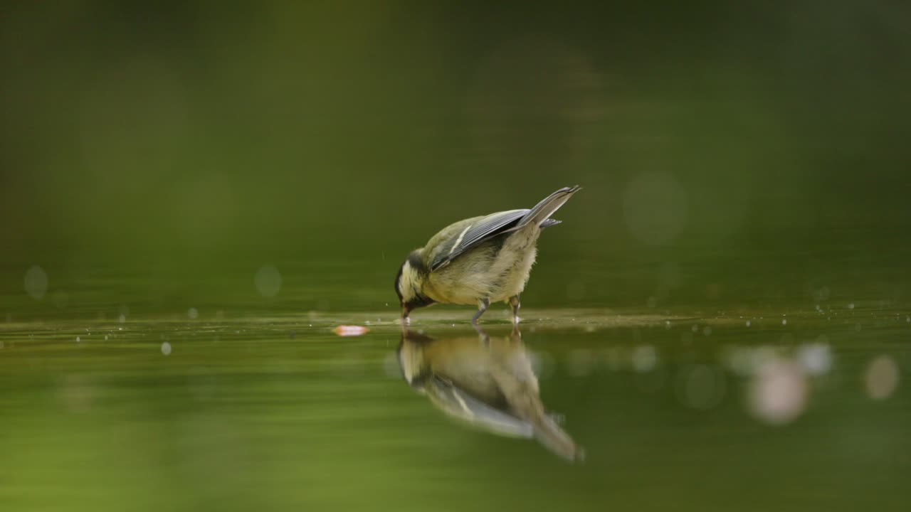 Great Tit Drinking Water