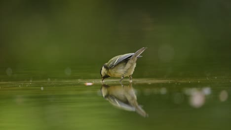 great tit drinking water