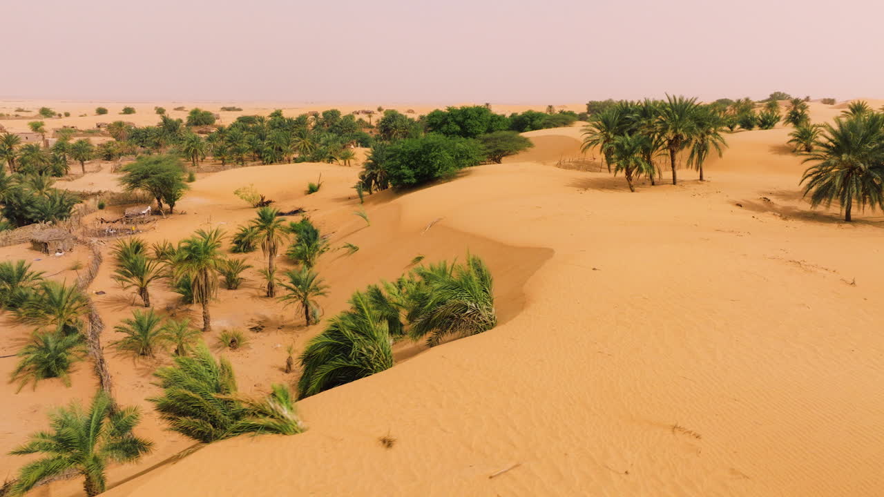 Dune di sabbia del deserto con palme nell'Oasi di Tanouchert, Mauritania, Africa. - ripresa aerea.