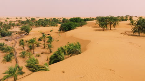 desert sand dunes with palm trees in tanouchert oasis, mauritania, africa. - aerial shot
