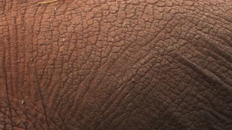 closeup of wrinkled elephant skin