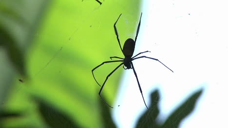 Eine-Große-Spinne-Spinnt-Ein-Netz-In-Einem-Dschungel-Oder-Regenwald-1