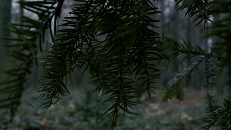 close up of pine tree with defocused leaf at park forest