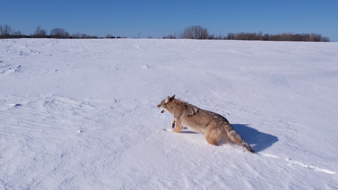 coyote running through deep powder snow and fields to survive the cold winter