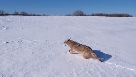 Coyote-Corriendo-A-Través-De-La-Nieve-En-Polvo-Profunda-Y-Los-Campos-Para-Sobrevivir-Al-Frío-Invierno