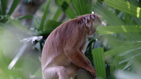 javan langur sitting while looking down with green vegetation in the zoo